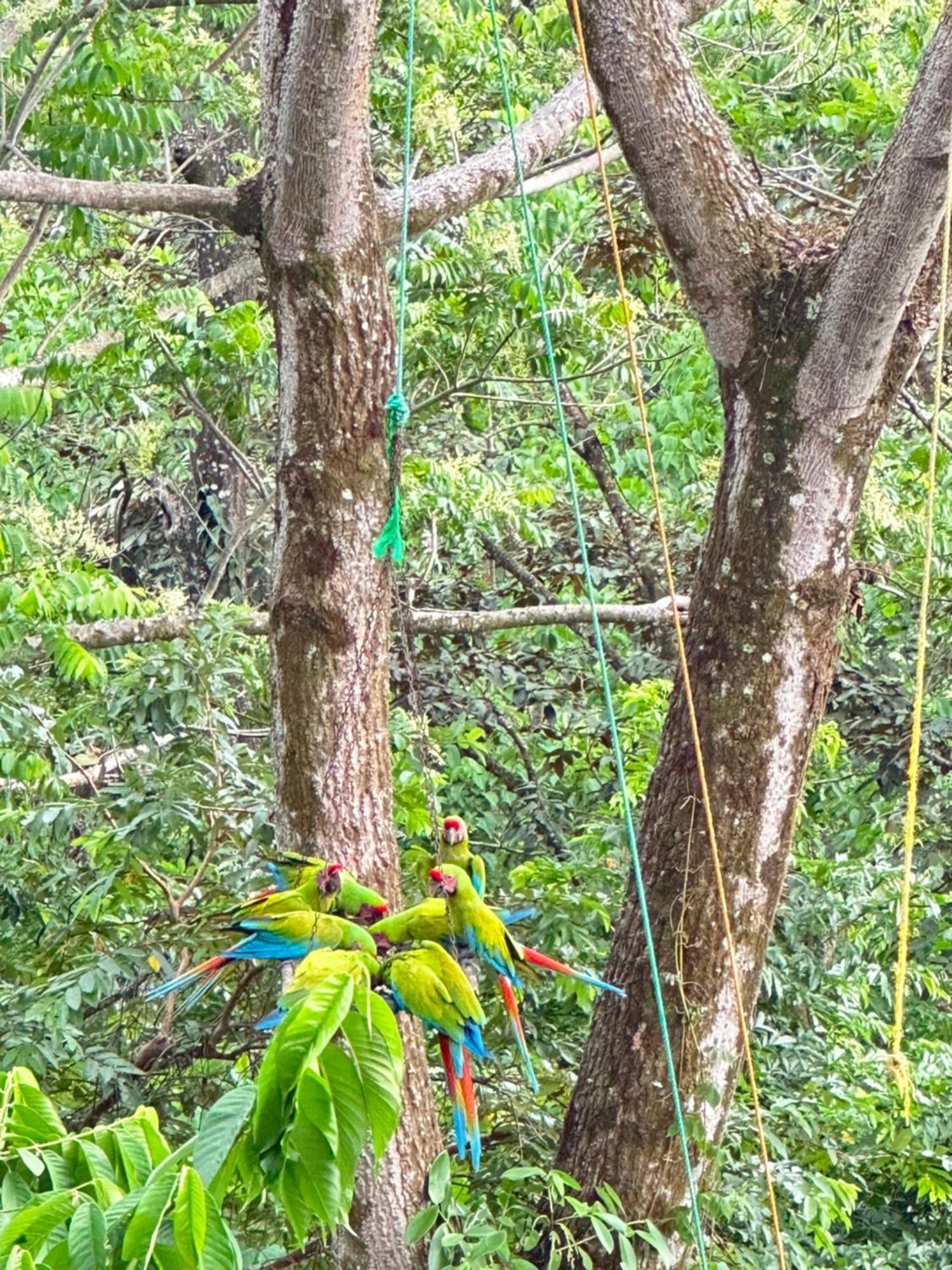 Oso Perezoso Pool Villa Puerto Viejo de Talamanca Buitenkant foto